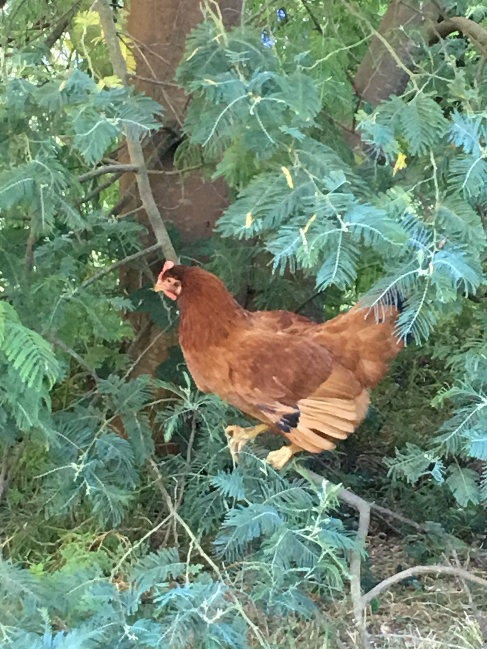 iPhone 6s Plus back camera 4.15mm f/2.2 sample photo. Hen, leaves, tree photography