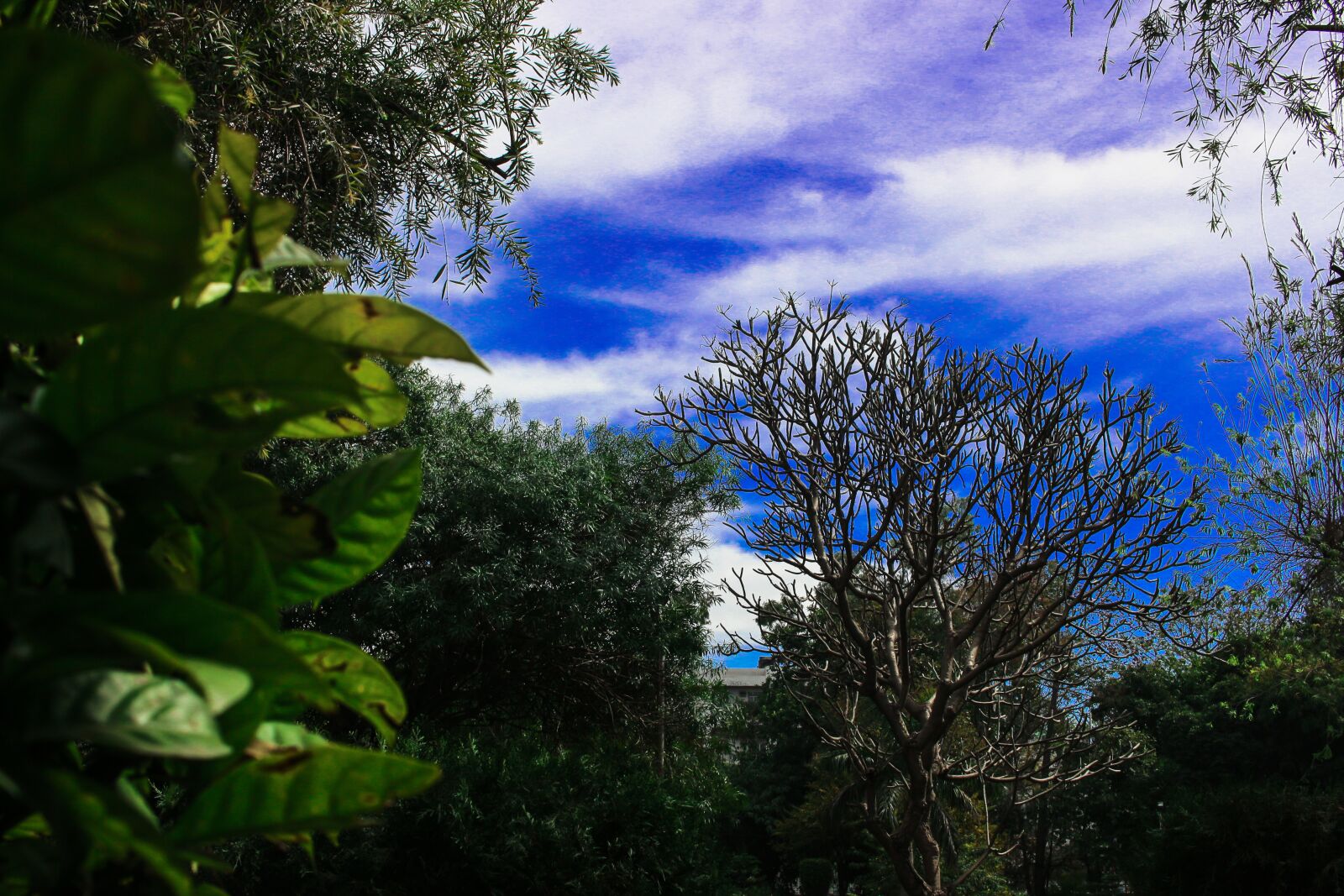 Canon EOS 700D (EOS Rebel T5i / EOS Kiss X7i) + Canon EF-S 24mm F2.8 STM sample photo. Sky, blue, nature photography