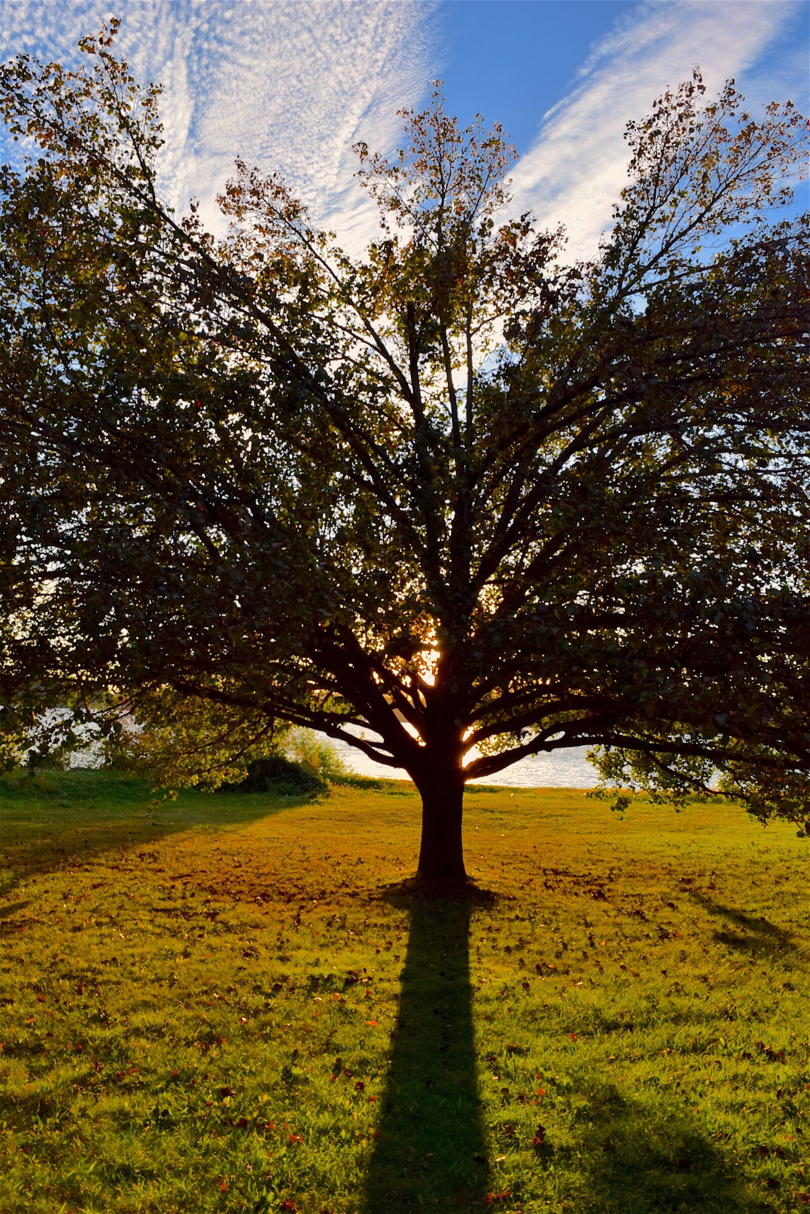 Nikon D3300 sample photo. Tree, sunset, light photography