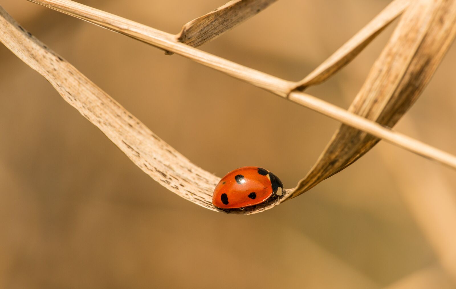 Nikon D800E sample photo. Ladybug, insect, beetle photography