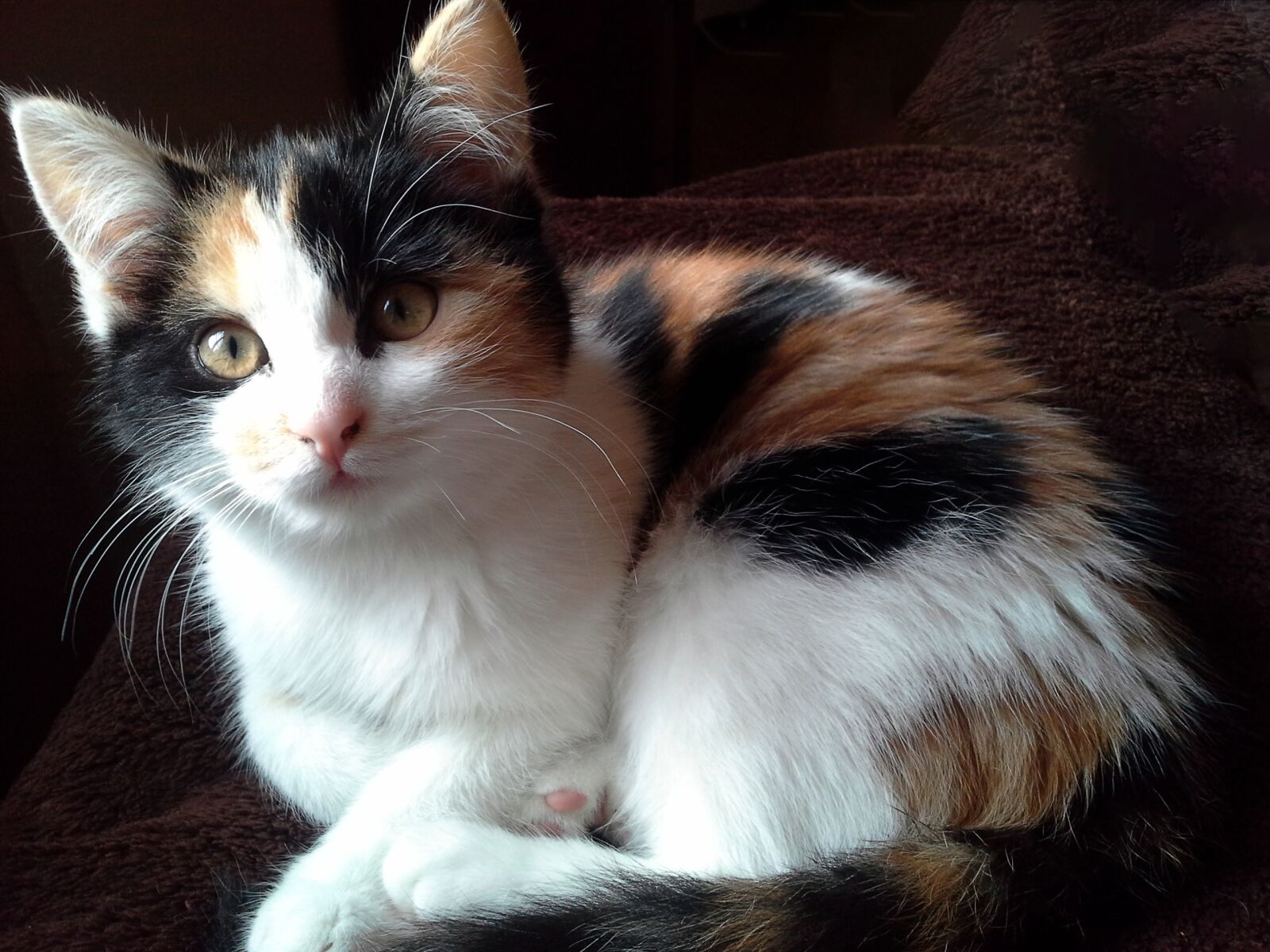 Samsung Galaxy Note 10.1 sample photo. Cat, pet, domestic cat photography