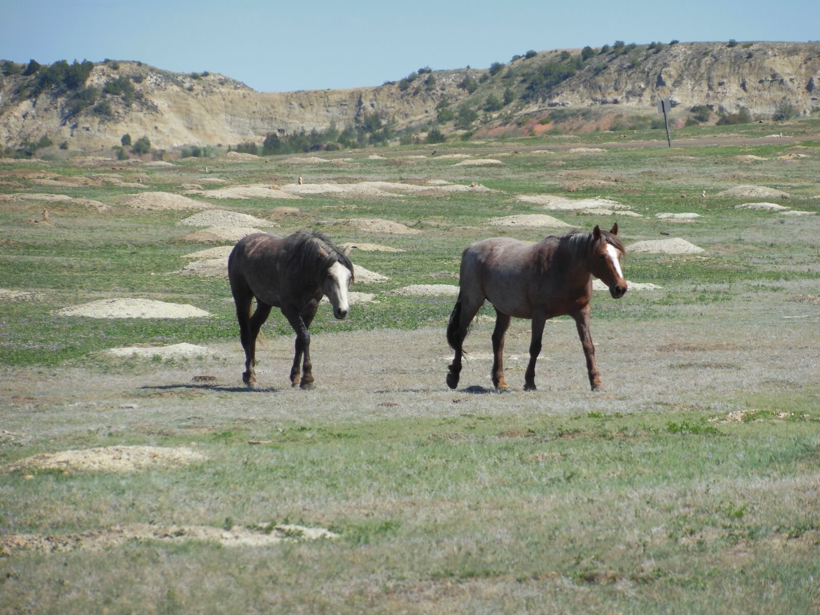 Nikon COOLPIX S9200 sample photo. Wild horses, north dakota photography