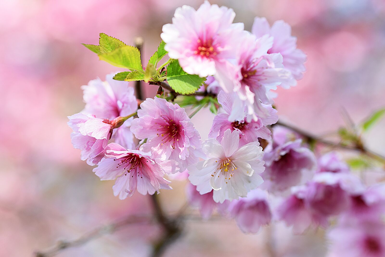 Nikon D3300 sample photo. Apple blossom, spring, branch photography