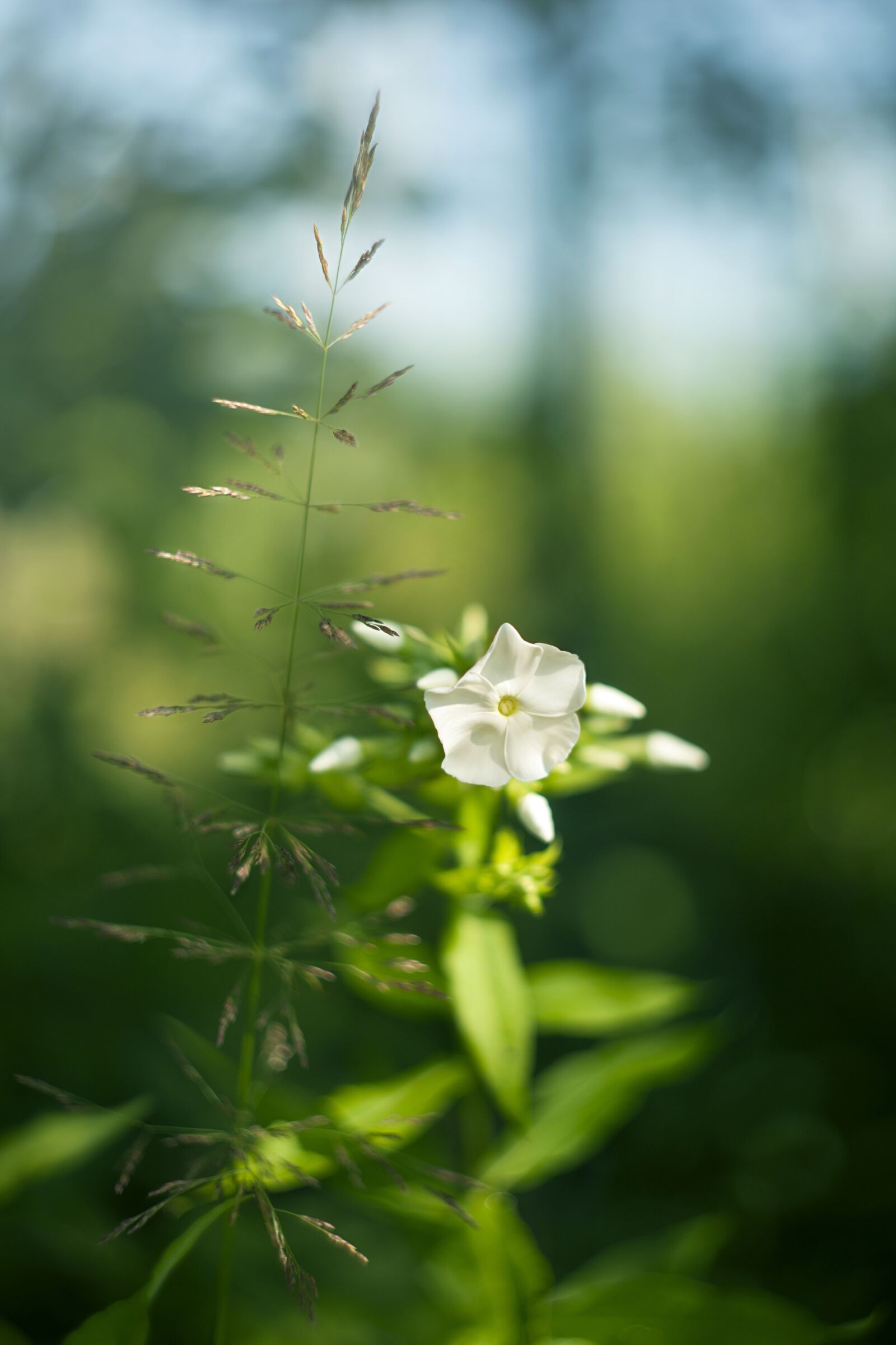 Canon EOS 5D Mark II sample photo. Nature, plant, flower photography