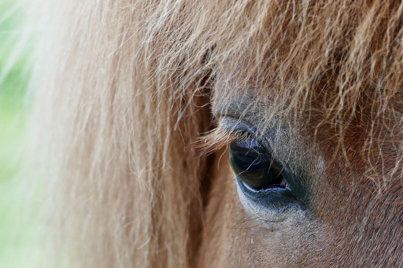 Panasonic Lumix DMC-FZ1000 sample photo. Horse, haflinger, animal photography