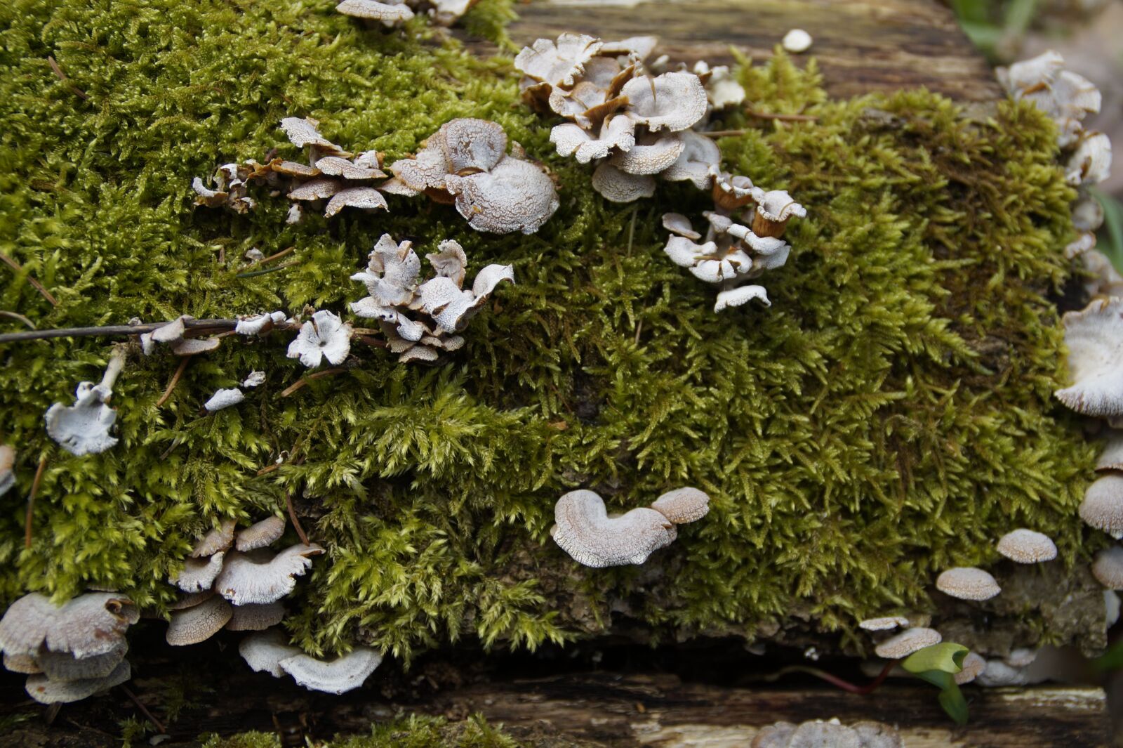 Sony SLT-A58 sample photo. Mushrooms, tree fungi, moss photography