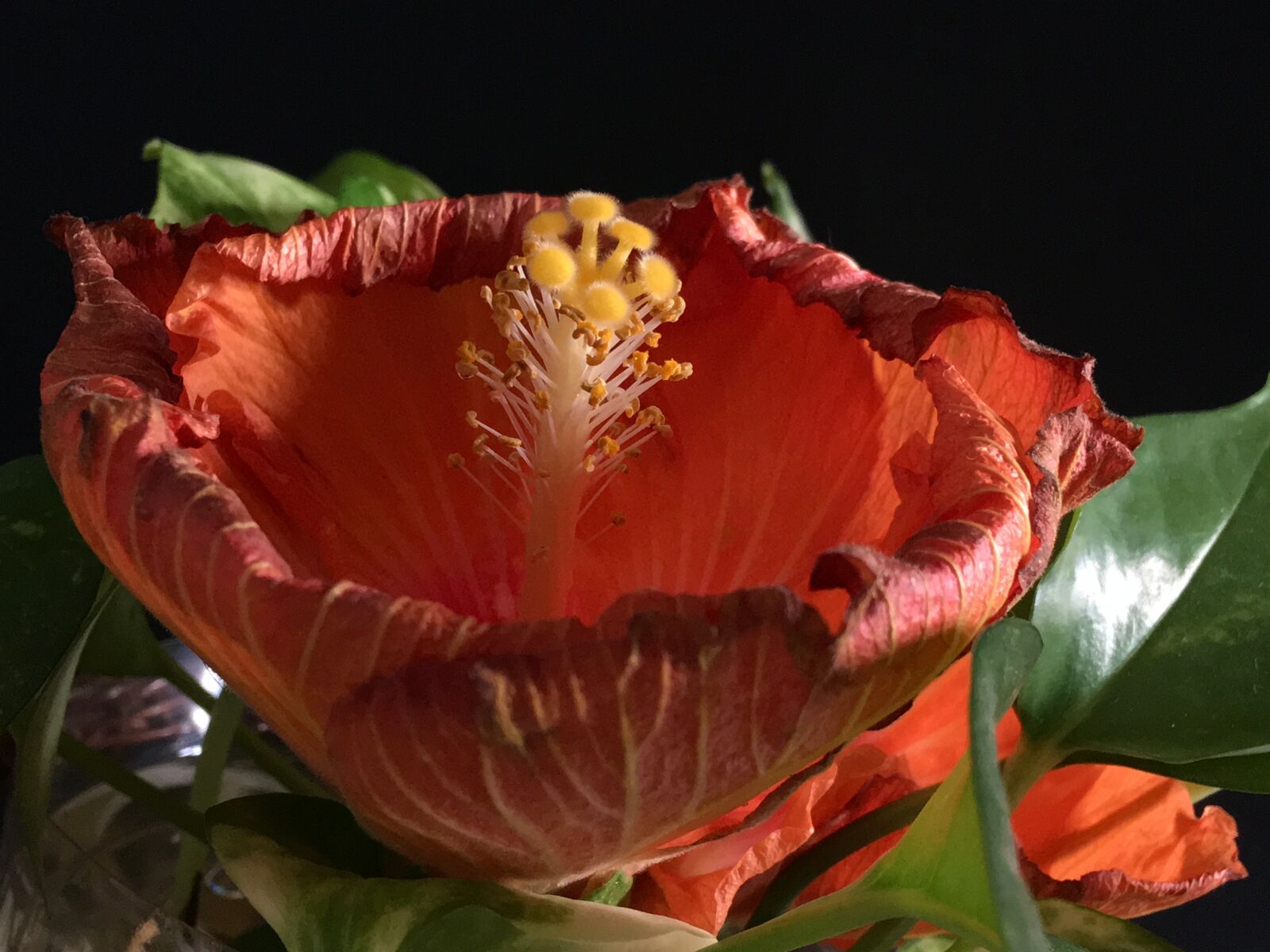 Apple iPhone 6s Plus sample photo. Withered, hibiscus orange, ibisco photography