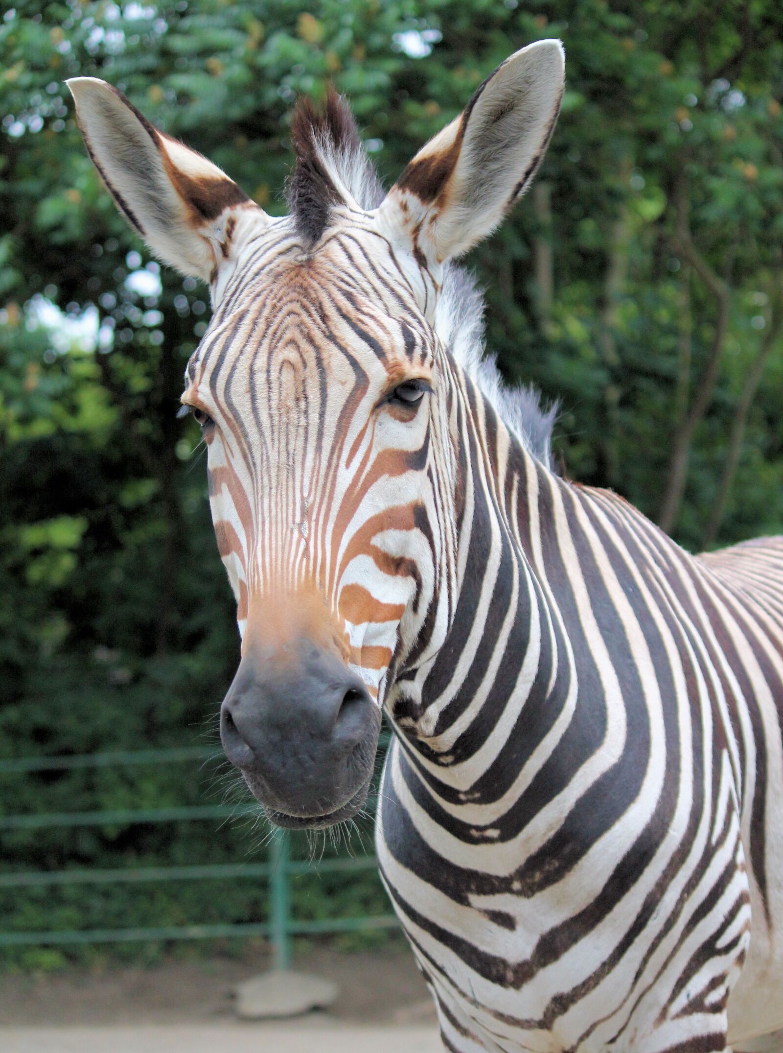 Canon EOS 550D (EOS Rebel T2i / EOS Kiss X4) sample photo. Zebra, lichokopytník, striped photography