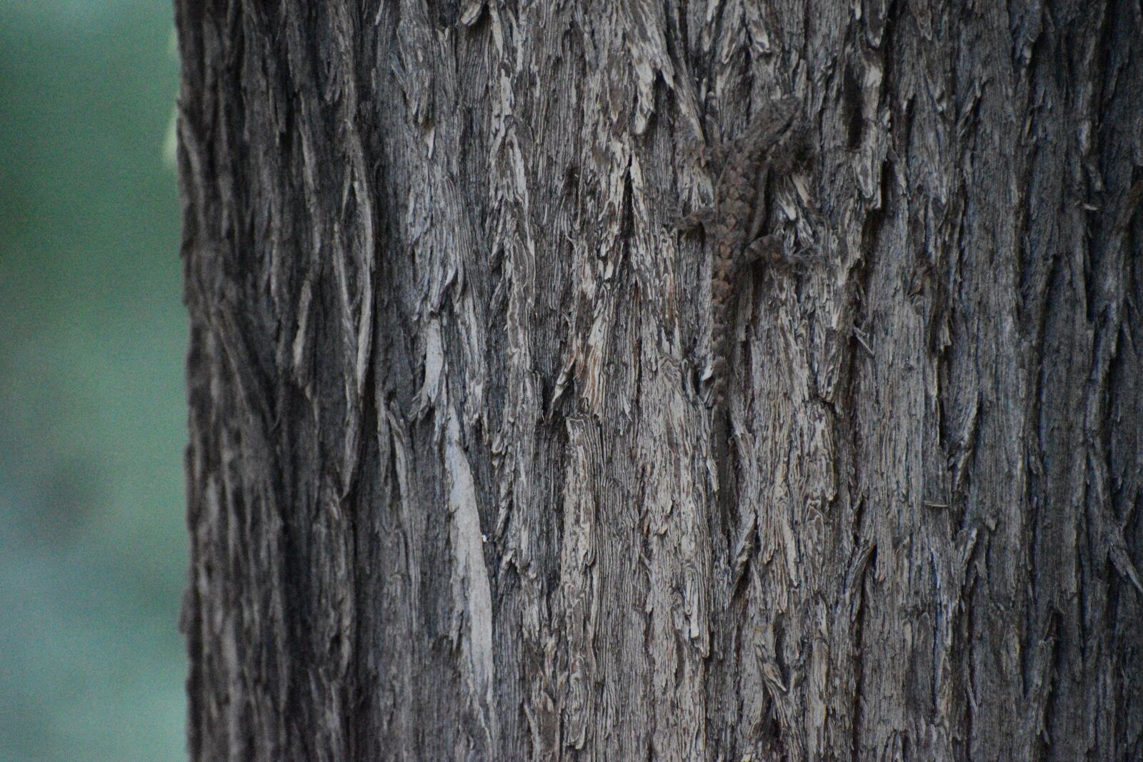 Nikon D3500 sample photo. Tree, trunk, wood photography
