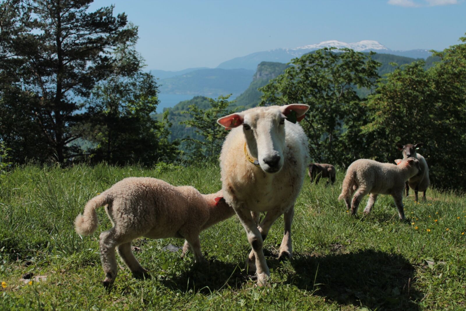 Canon EOS 1100D (EOS Rebel T3 / EOS Kiss X50) sample photo. Sheep, nature, norway photography
