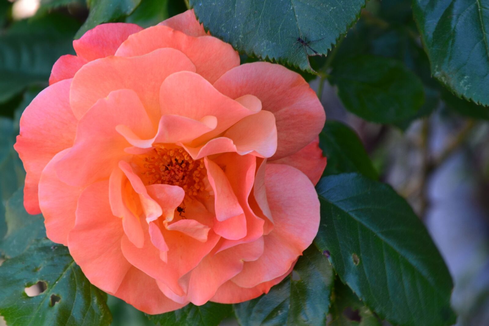 Nikon D5100 sample photo. Rose, blossom, bloom photography