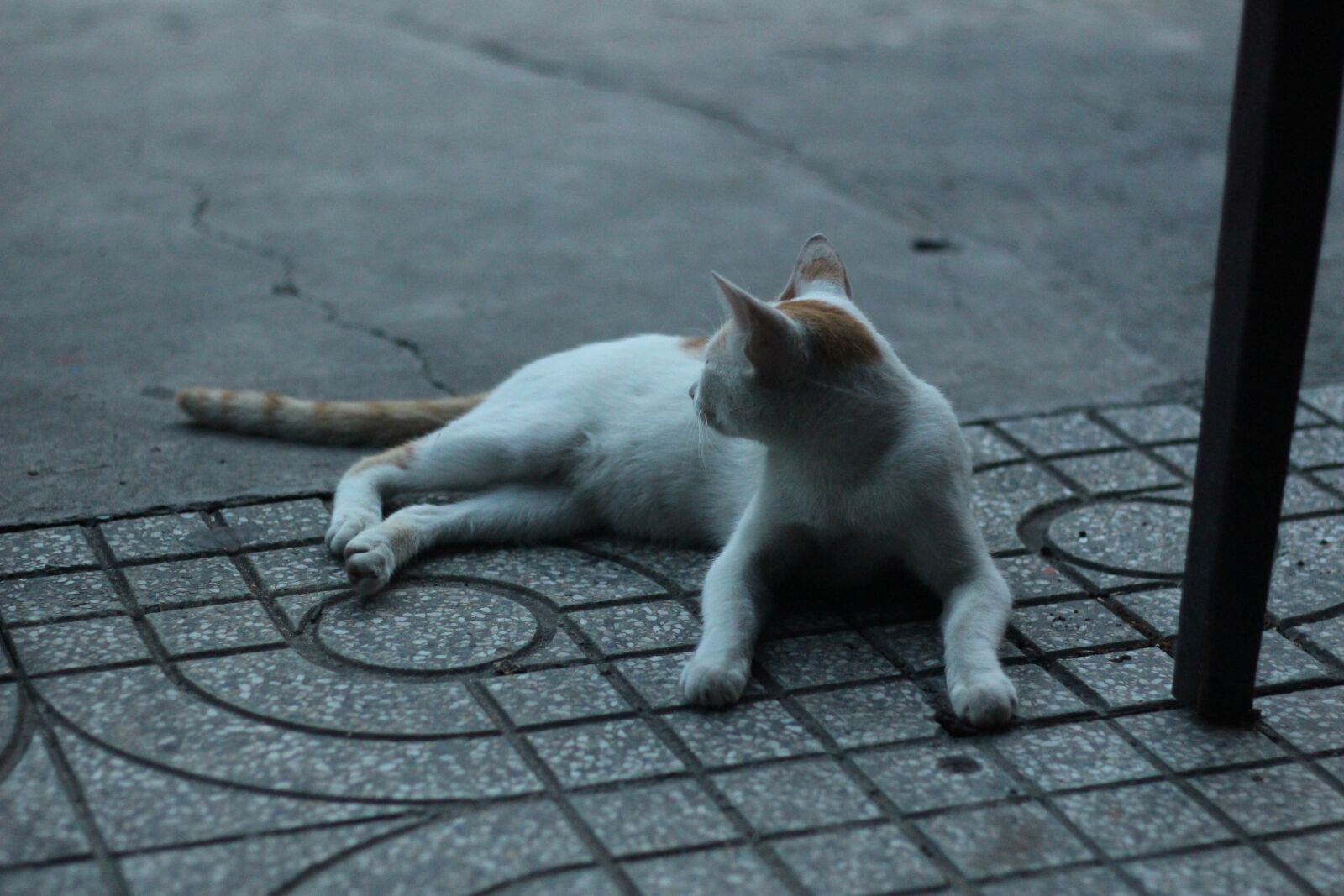 Canon EOS 700D (EOS Rebel T5i / EOS Kiss X7i) + Canon EF 50mm F1.8 II sample photo. Meo, cat, cool photography