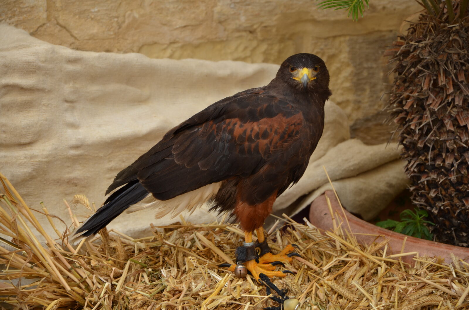 Nikon D5100 sample photo. Malta mdina eagle photography