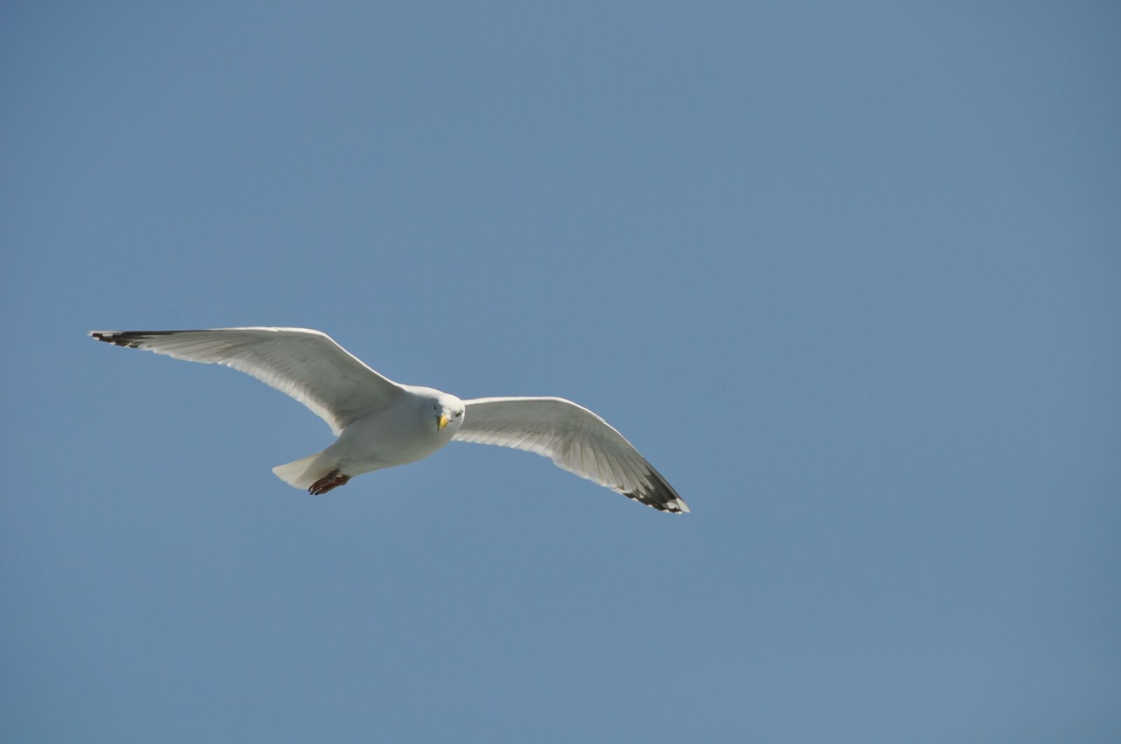 Nikon D5000 sample photo. Seagull, bird, flight photography