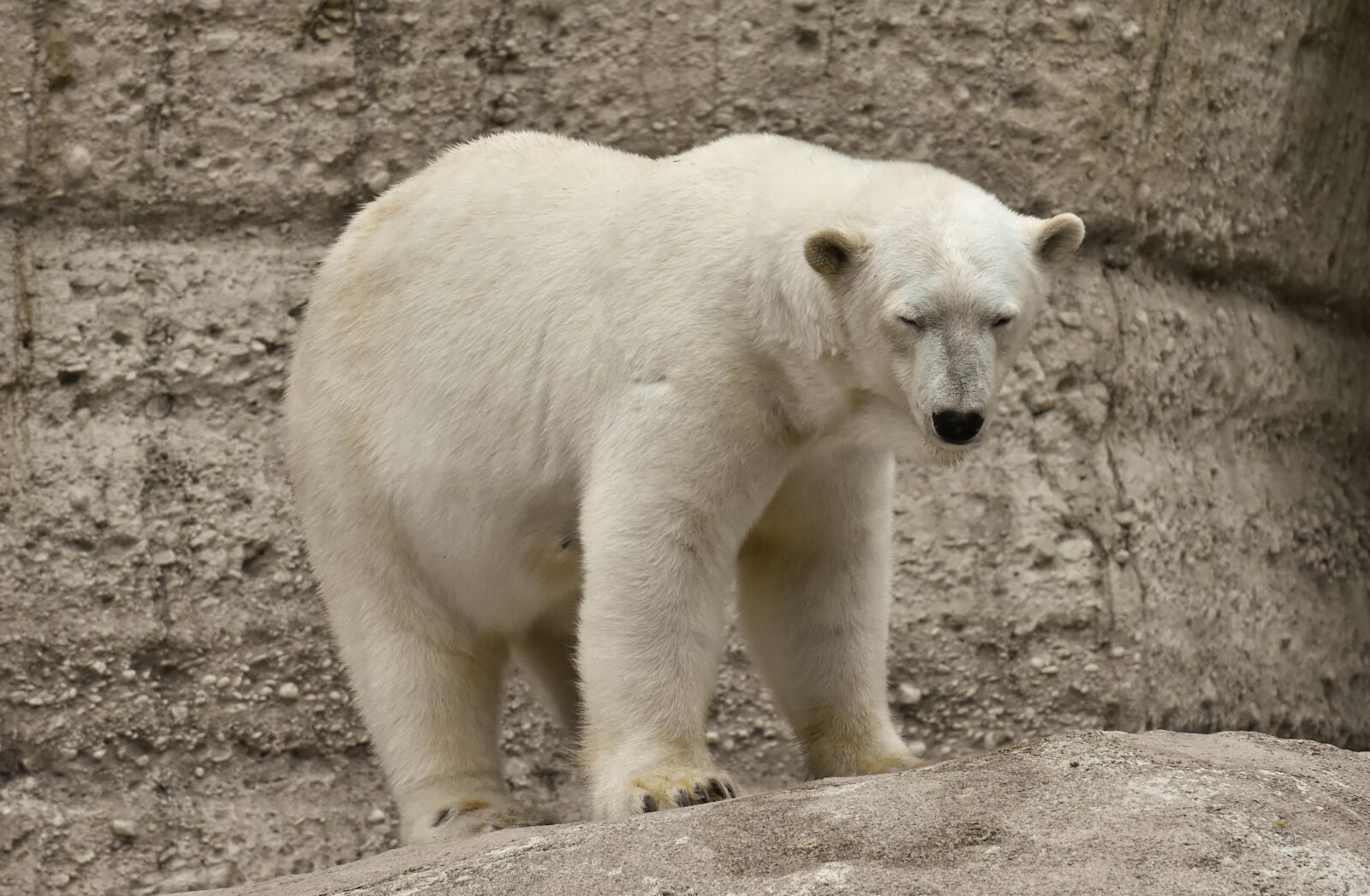 Nikon D7200 sample photo. Polar bear, predator, fur photography