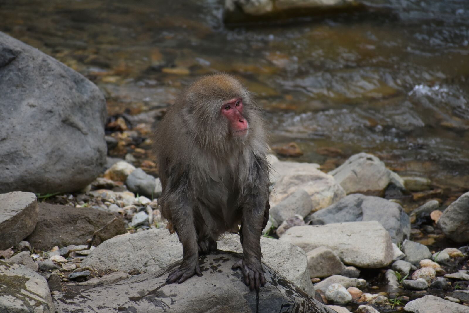 Nikon D7200 sample photo. Animal, monkey, baby japanese photography