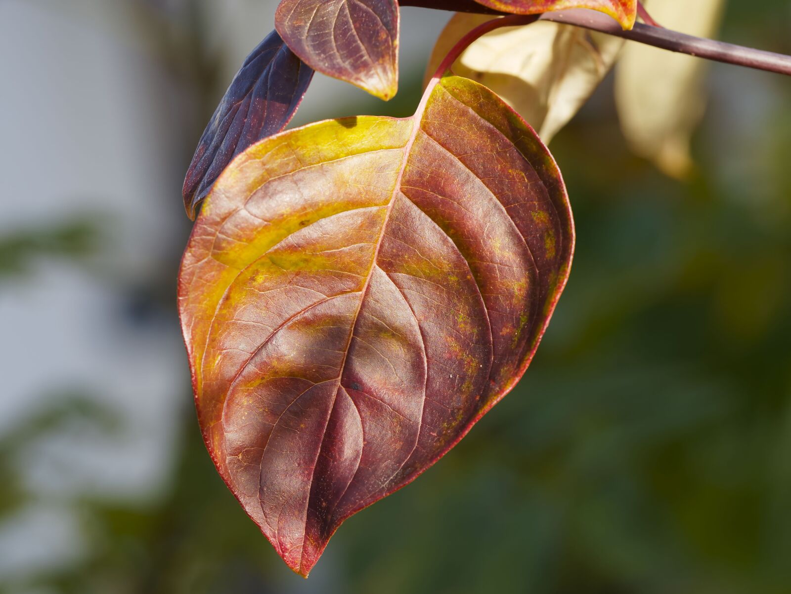 Olympus M.Zuiko Digital ED 60mm F2.8 Macro sample photo. Fall colors, autumn leaves photography