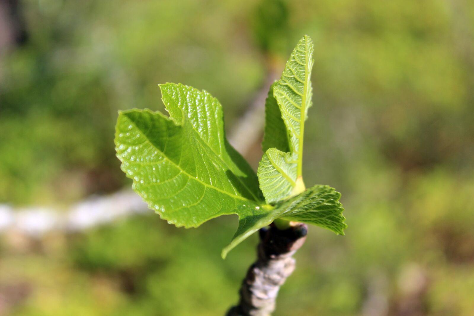Canon EOS 600D (Rebel EOS T3i / EOS Kiss X5) sample photo. Plant, fig tree, mallorca photography