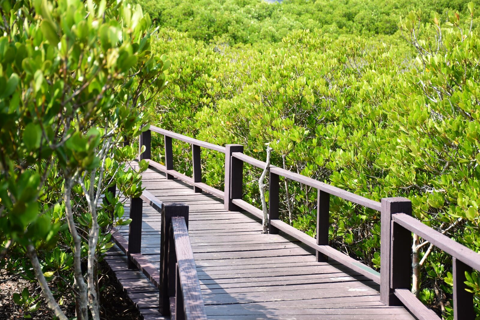 Nikon D7200 sample photo. Bridge, forest, thailand photography
