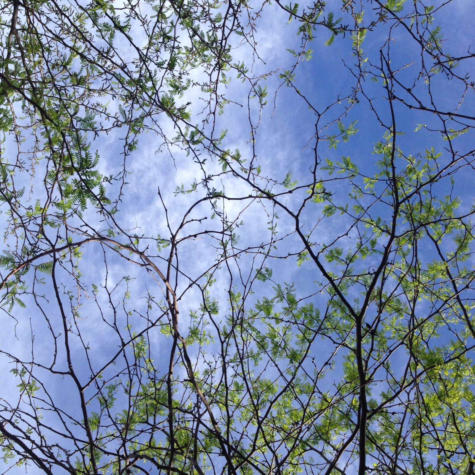 iPhone 4S back camera 4.28mm f/2.4 sample photo. Blue, green, sky, through photography