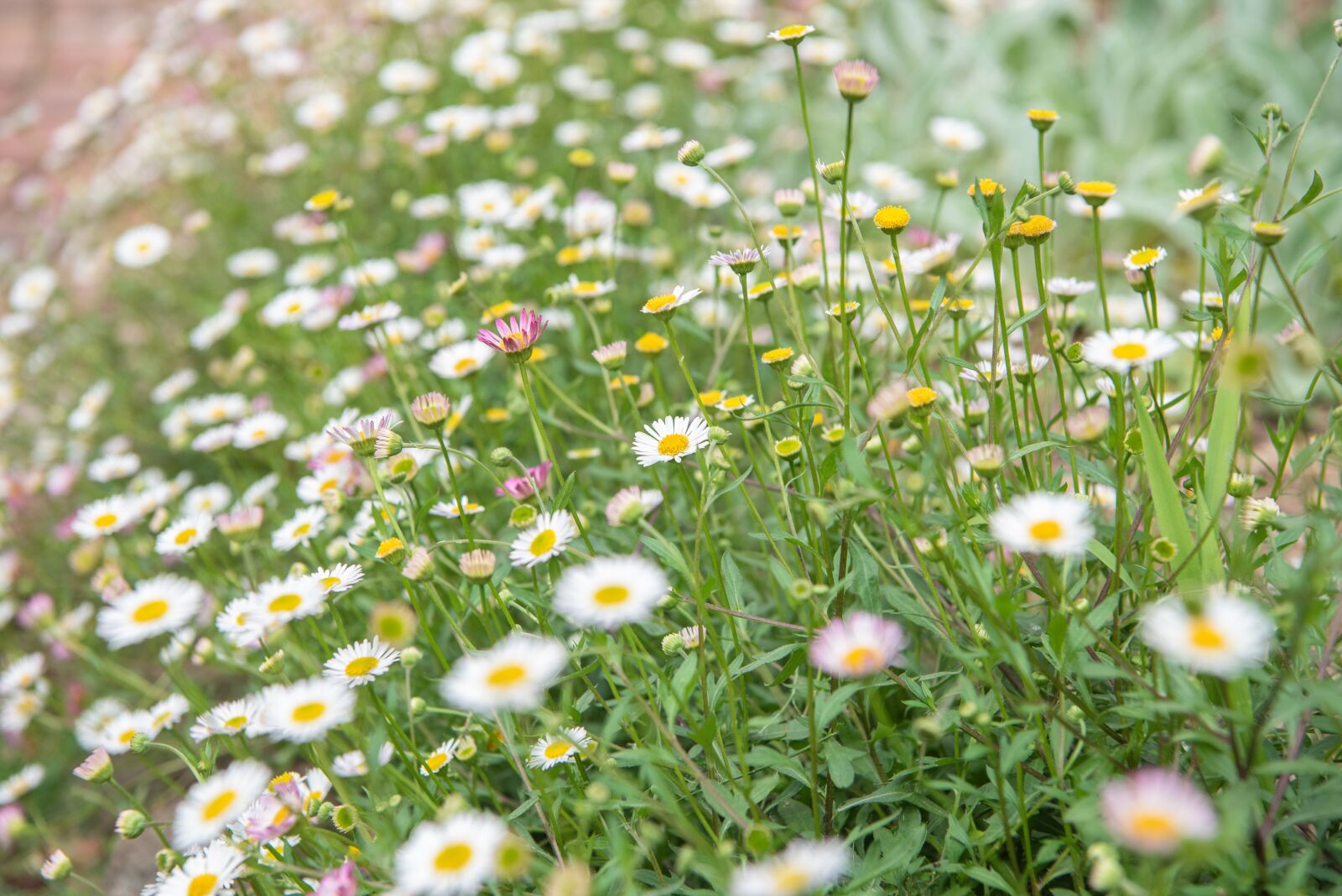 Nikon D750 sample photo. Seaside daisy, erigeron, daisies photography