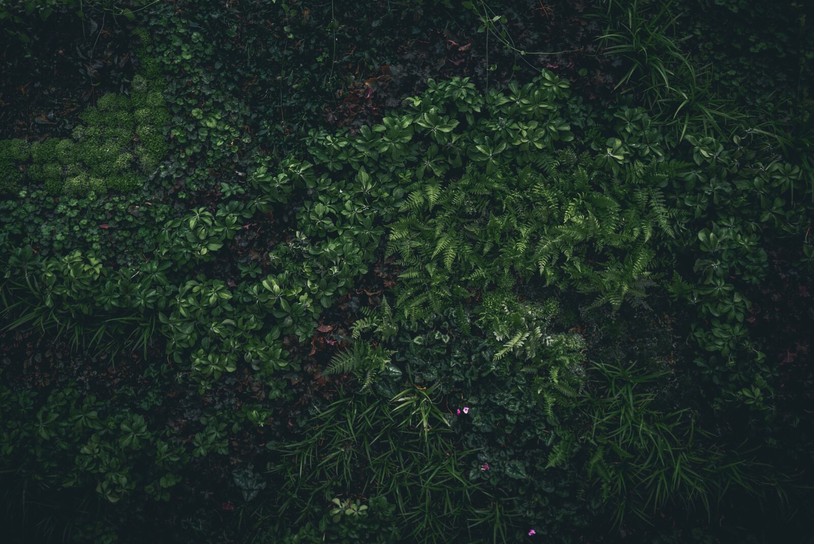 Leica X1 sample photo. Green, leaves, nature photography