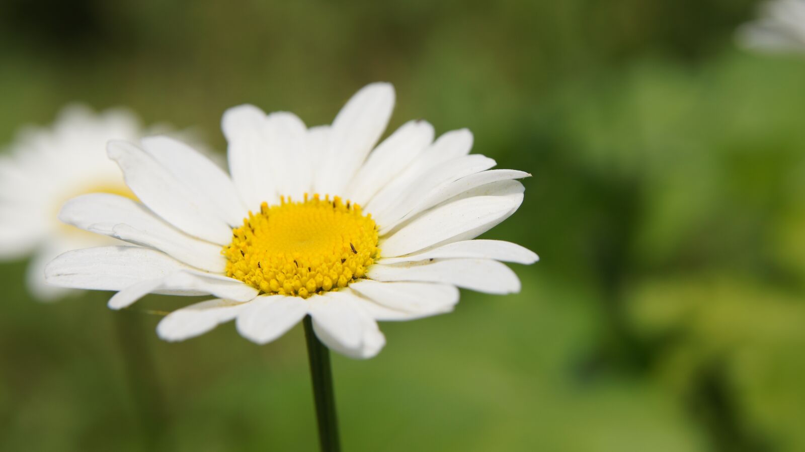 Sony SLT-A55 (SLT-A55V) + Sony DT 18-55mm F3.5-5.6 SAM sample photo. Chamomile, wildflowers, flower photography