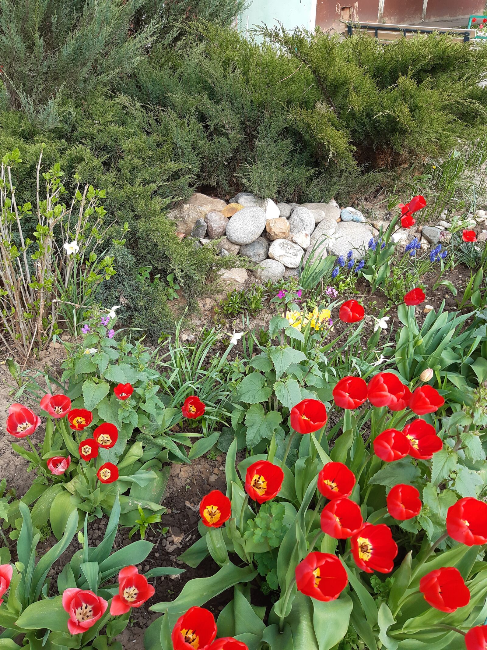 Samsung Galaxy A30 sample photo. Flowers, garden, spring photography