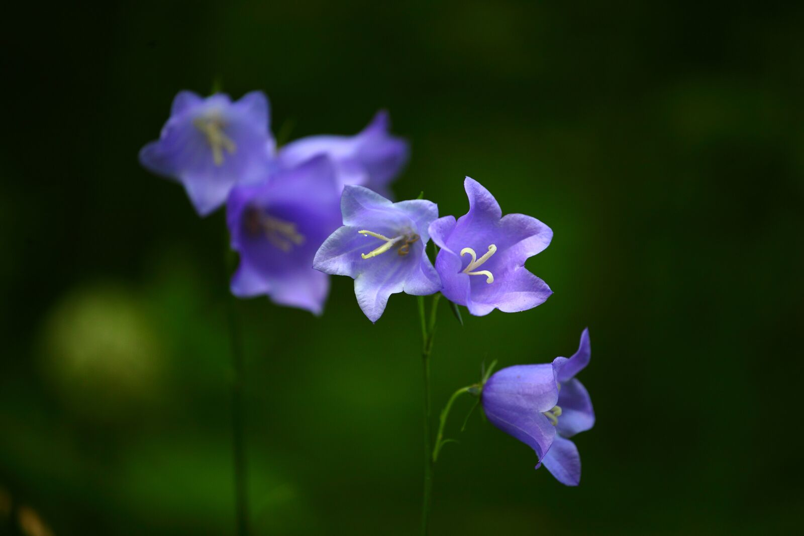 Canon EOS 5D Mark II sample photo. Bells, flowers, summer photography