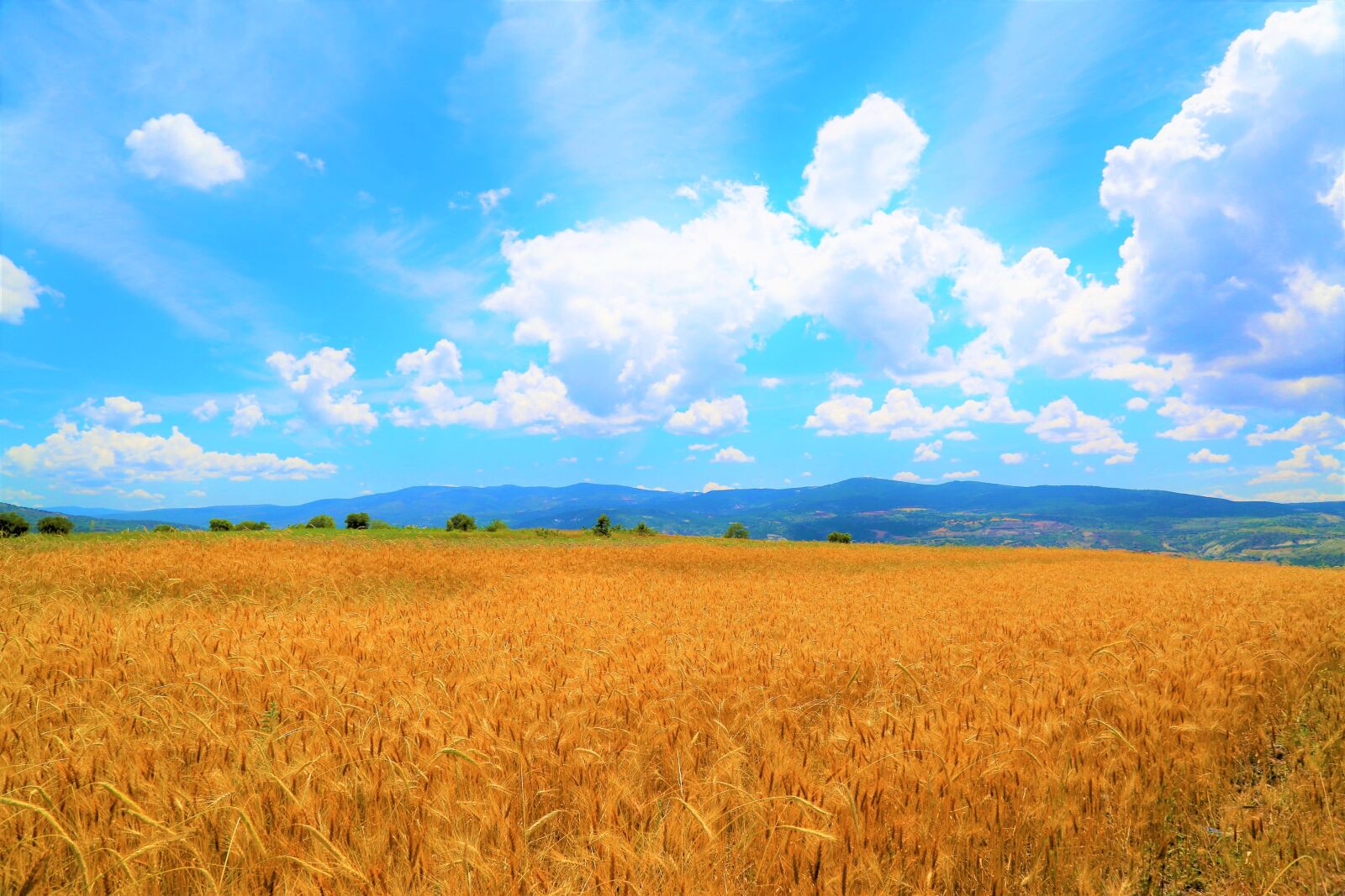 Canon EOS 5D Mark III sample photo. Wheat, field, agriculture photography