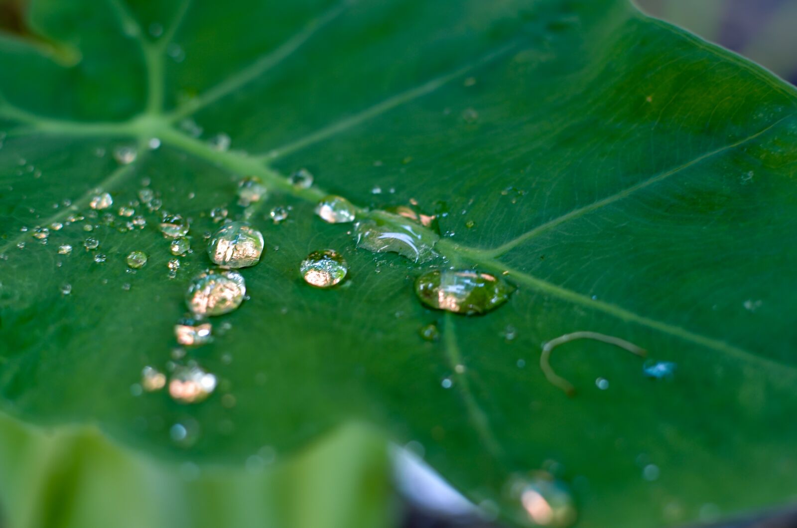 Nikon D5100 sample photo. Dew drops, leaf, drops photography