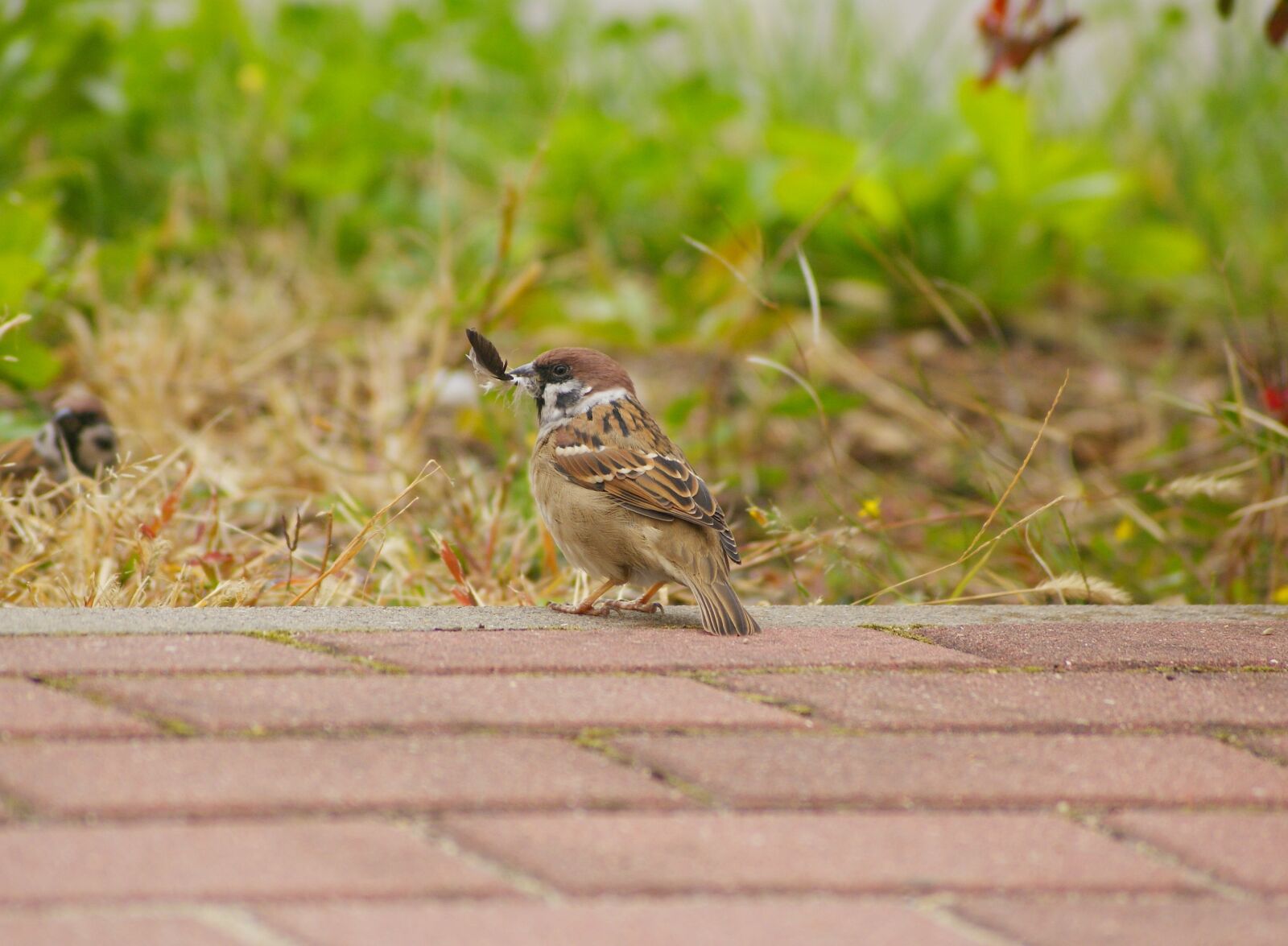 Sony Alpha DSLR-A300 sample photo. The sparrow, mazurka, pen photography