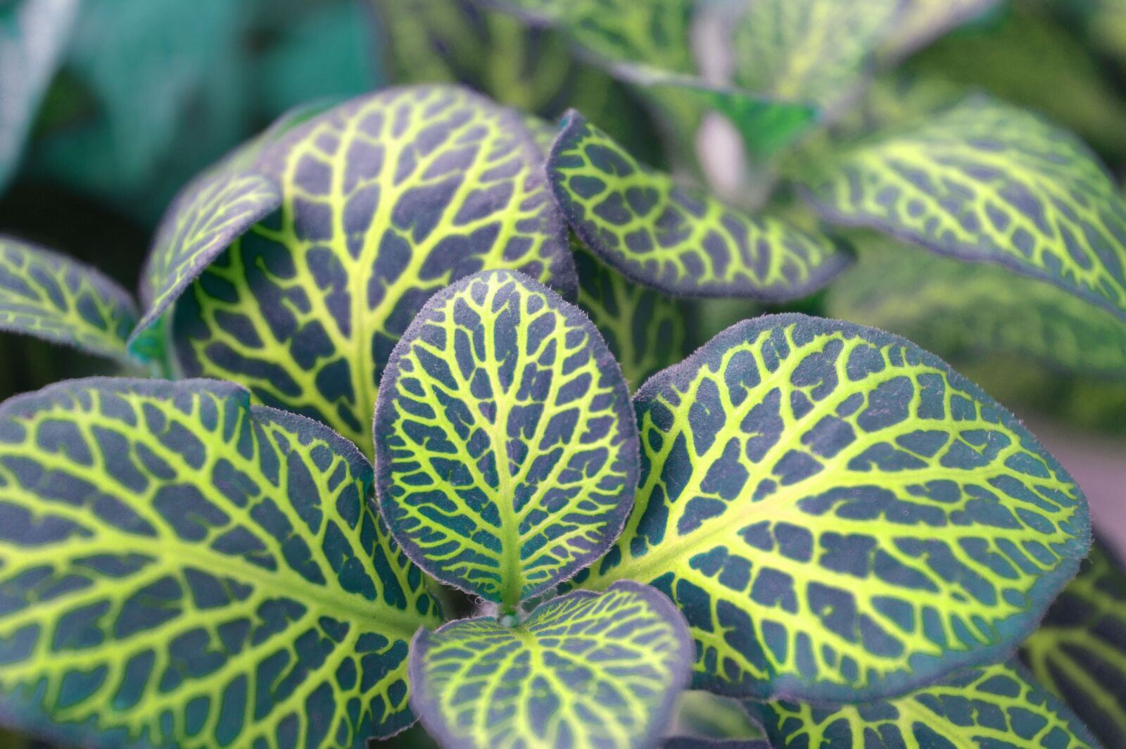 Nikon D3200 sample photo. Fittonia, variegated leaves, indoor photography