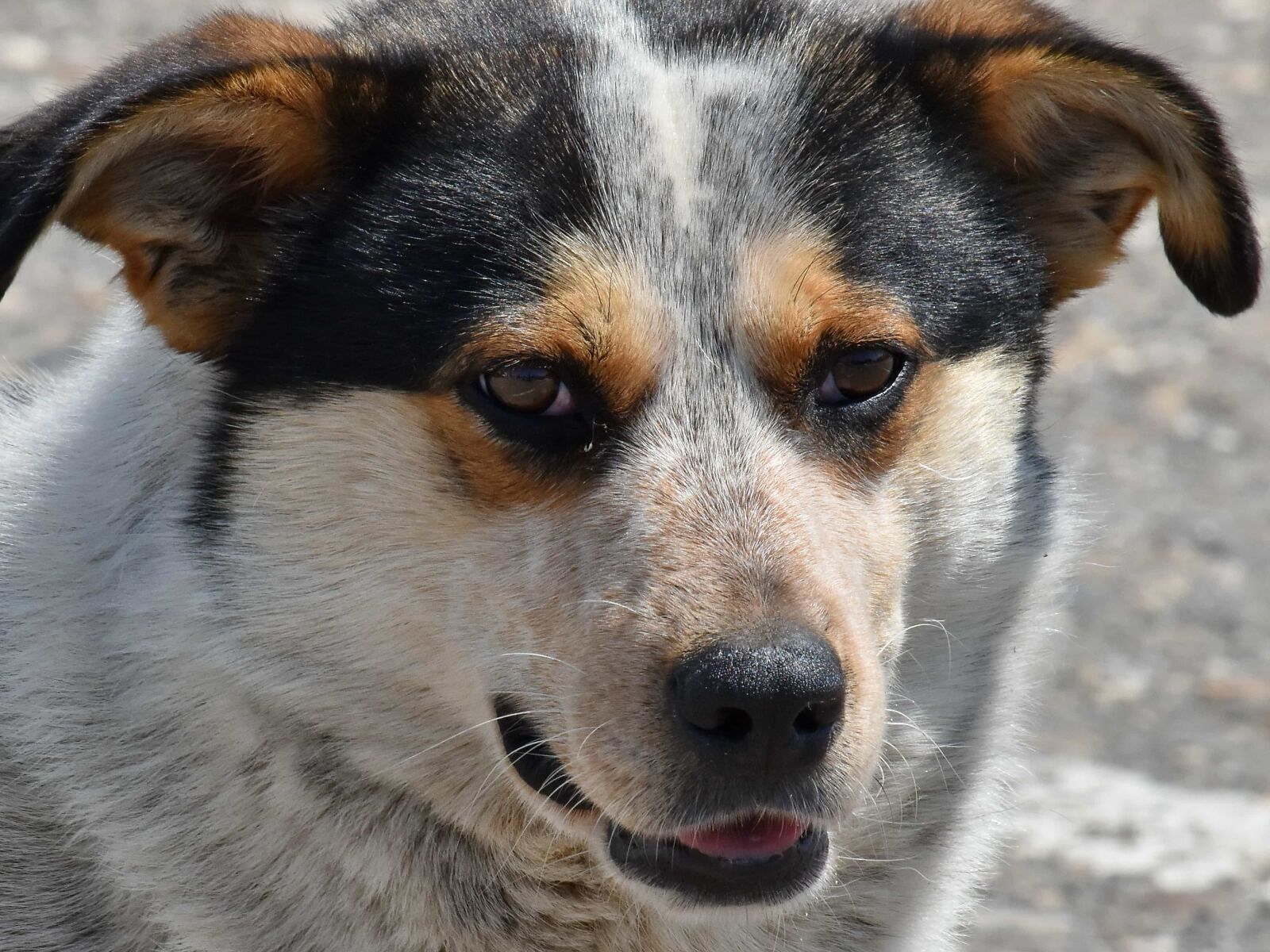 Nikon D5500 sample photo. Pedigree, animal, canine, dog photography