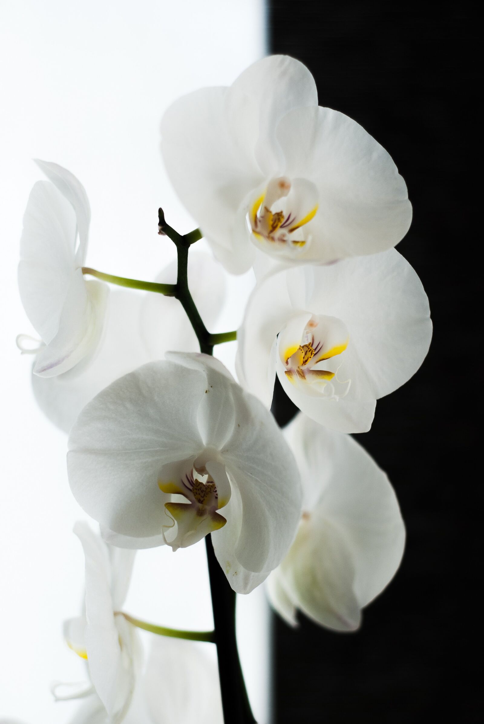 Nikon D80 sample photo. Orchid, black, white photography