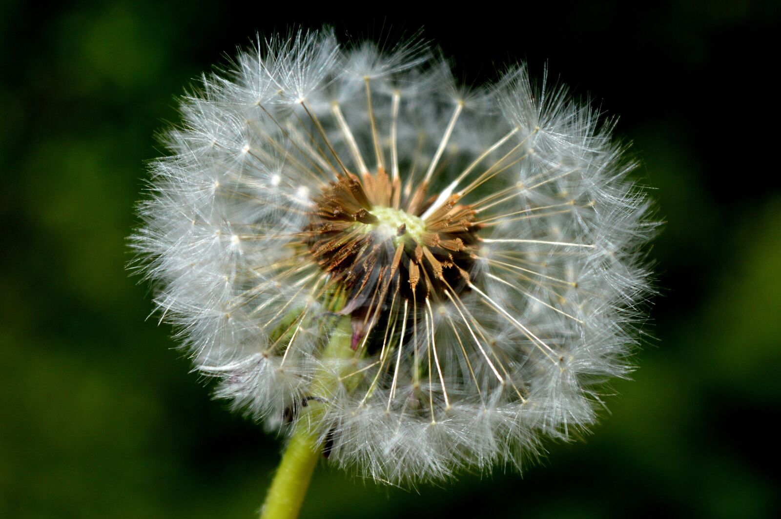 Nikon D3200 sample photo. Dandelion, seeds, spring photography