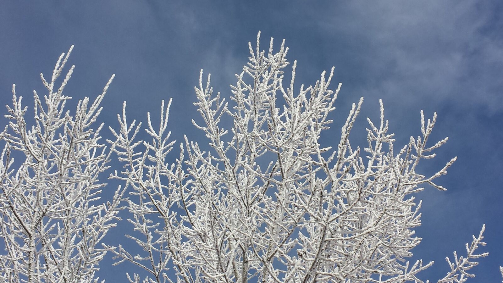 Samsung Galaxy S4 sample photo. Frost, branches, snow photography