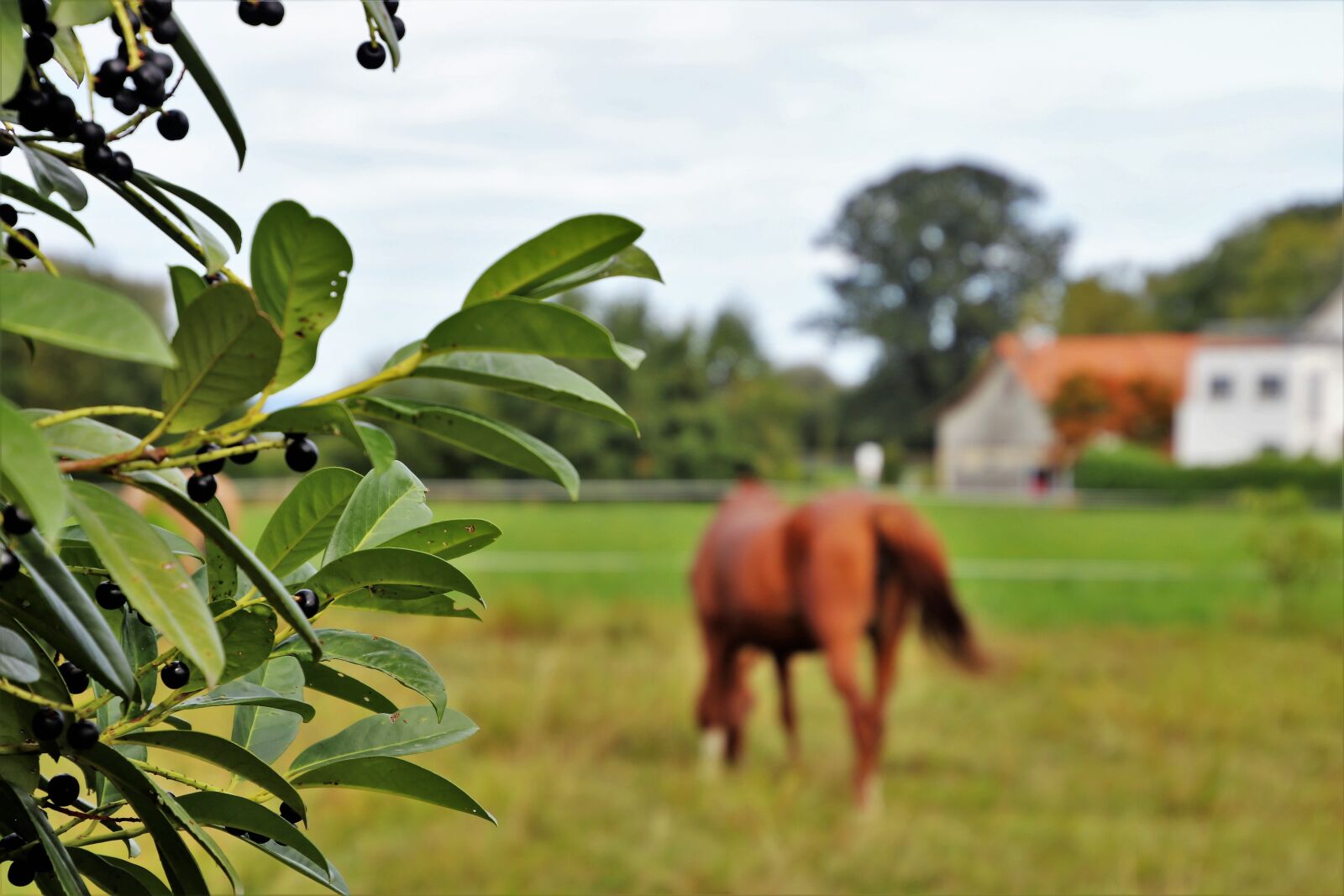 Canon EOS 80D sample photo. Pasture land, the horse photography