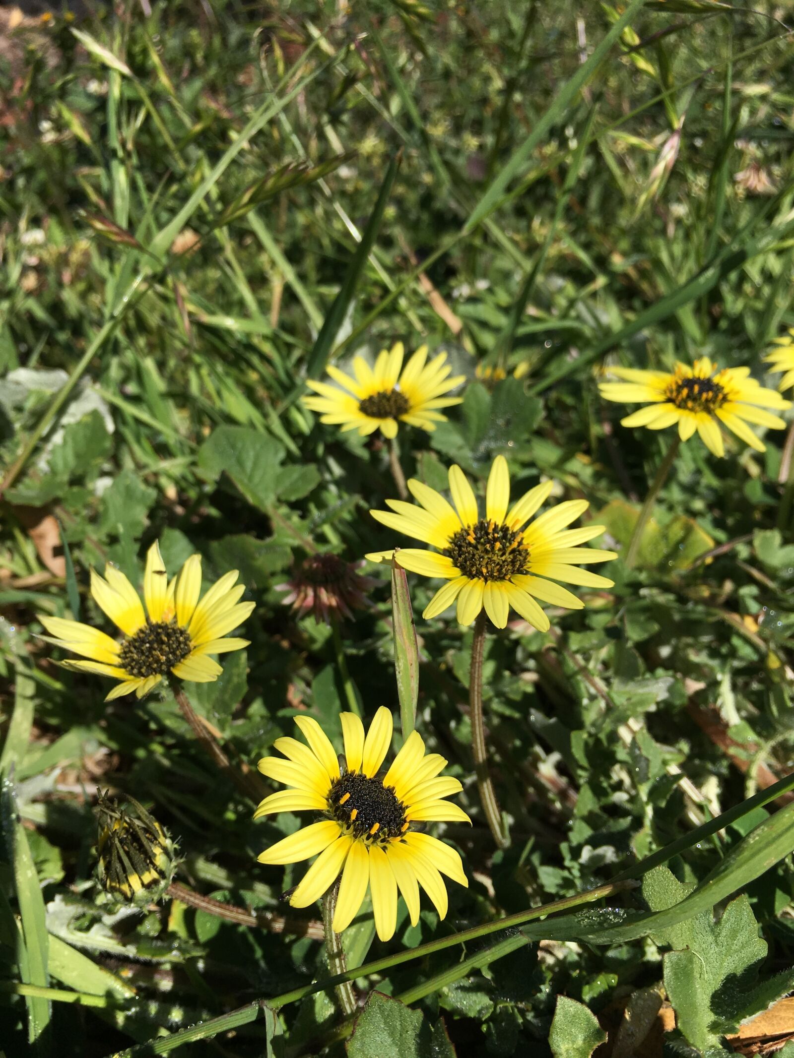 Apple iPhone 6s sample photo. Weeds, daisy, grass photography