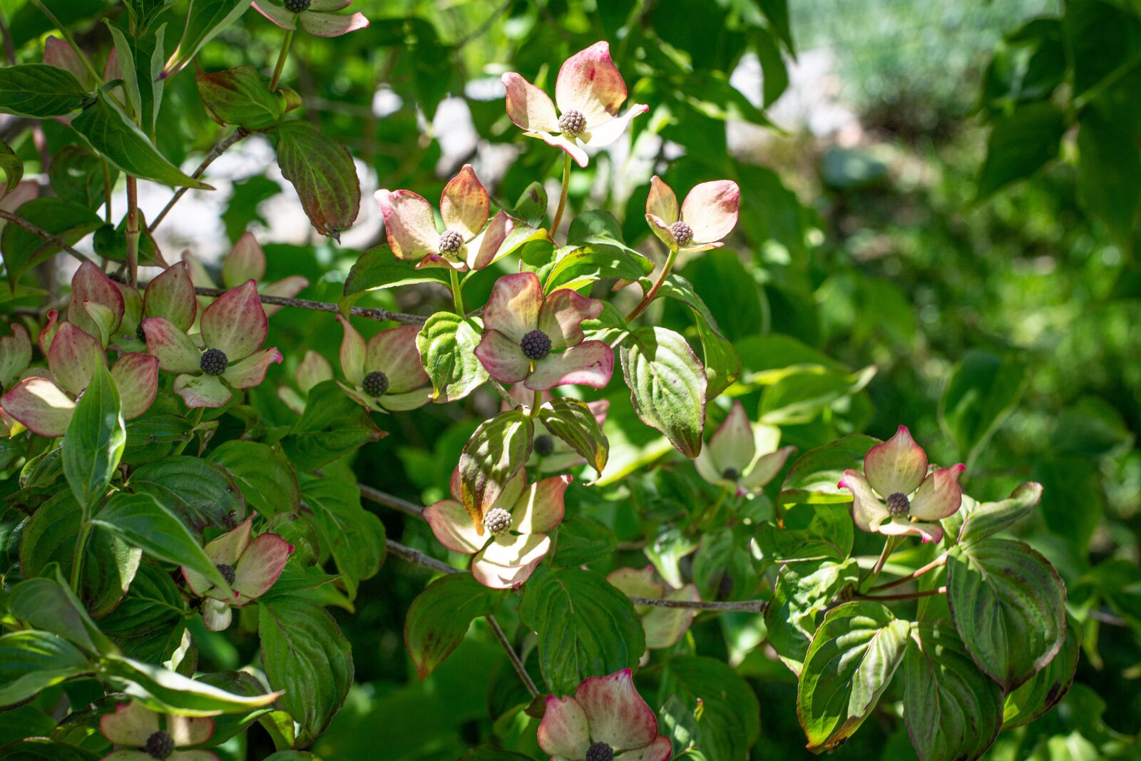 Nikon D7100 sample photo. Flowers, dogwood, tree photography