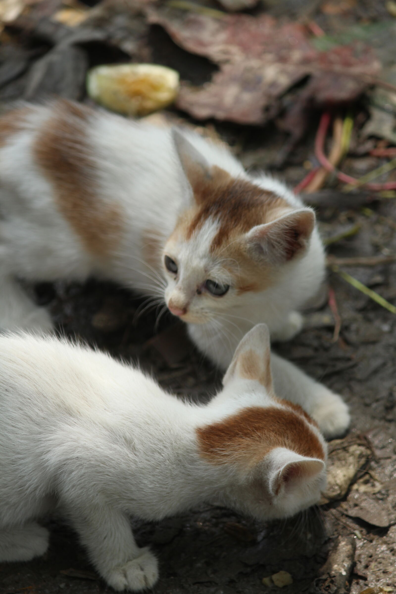 Canon EF-S 55-250mm F4-5.6 IS II sample photo