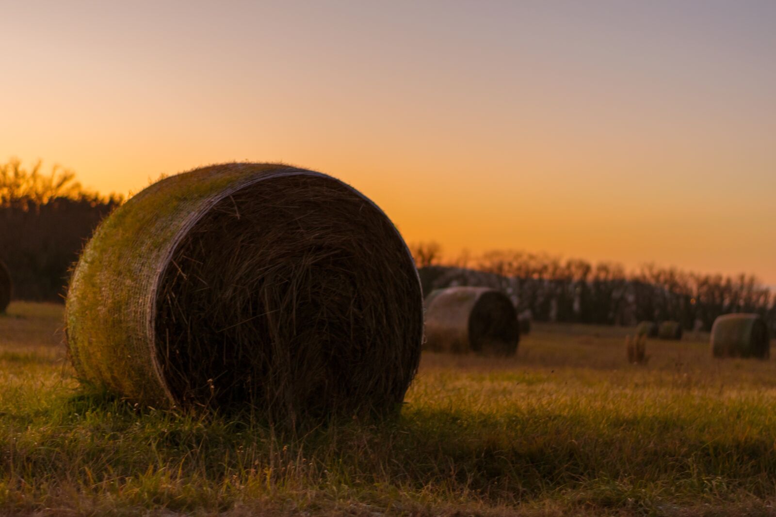 Nikon D5600 sample photo. Hay bales, field, hay photography