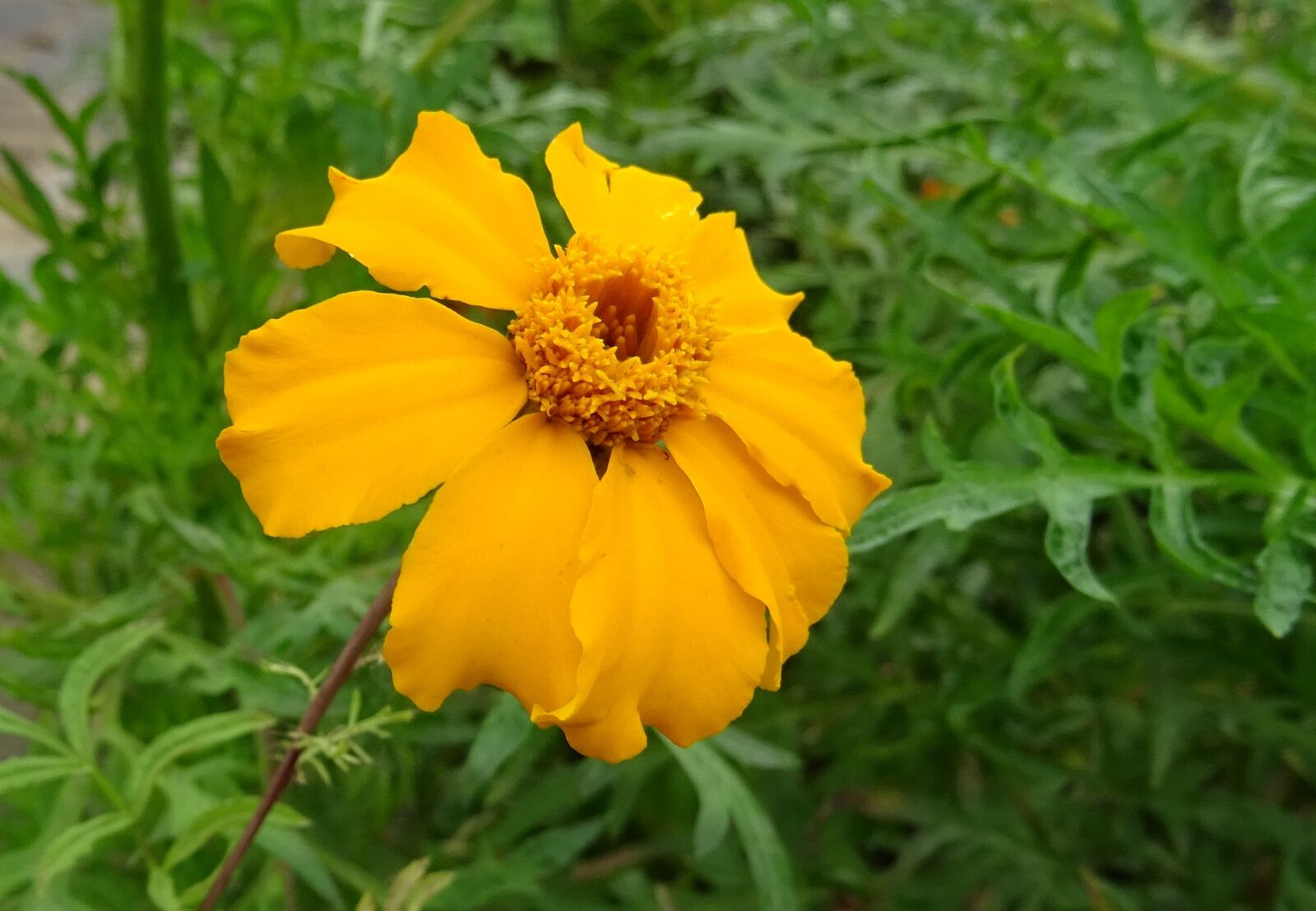 Sony DSC-HX60V sample photo. Marigold, flower, single photography