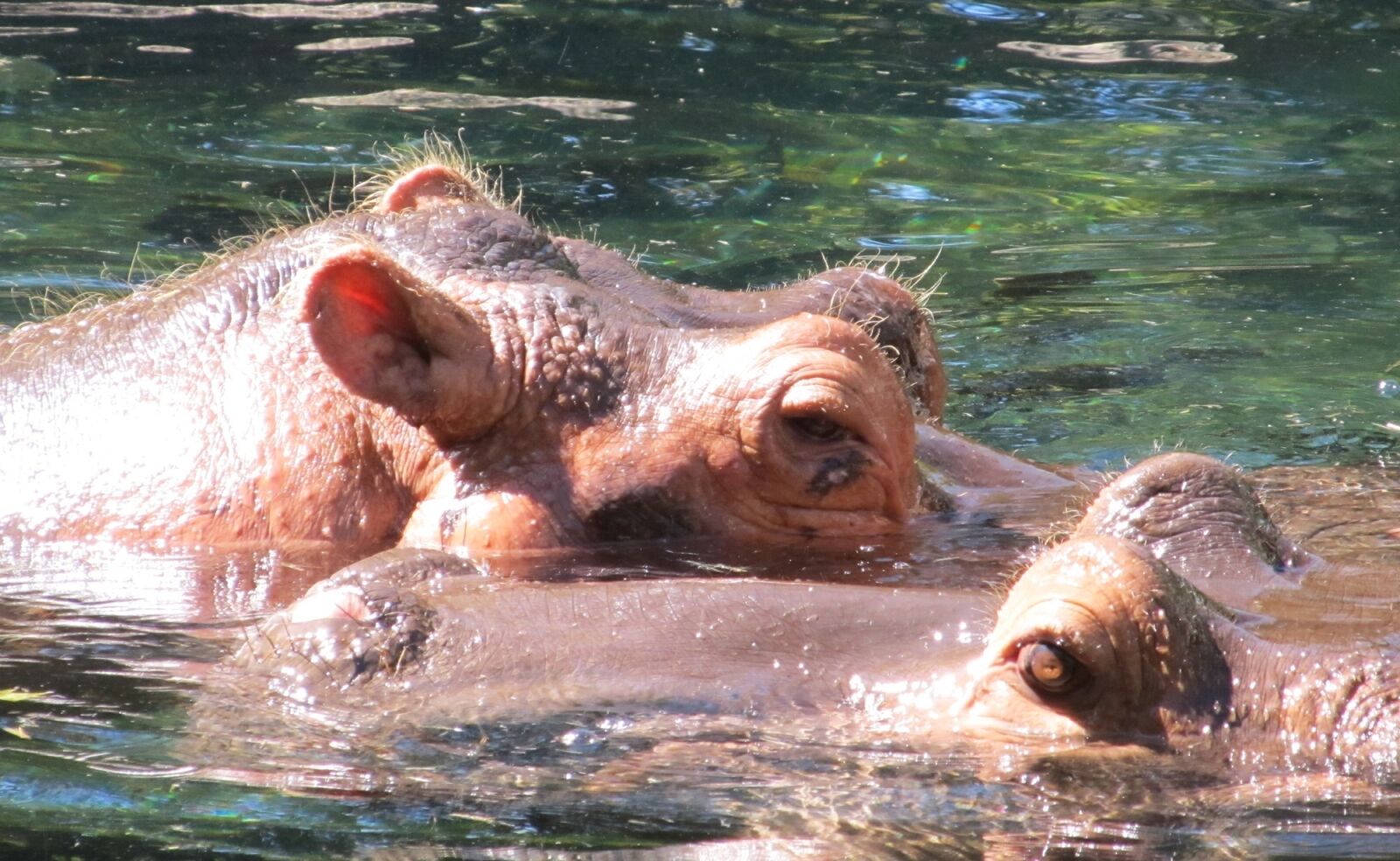 Canon PowerShot SX130 IS sample photo. Hippopotamus, hippos, portrait photography