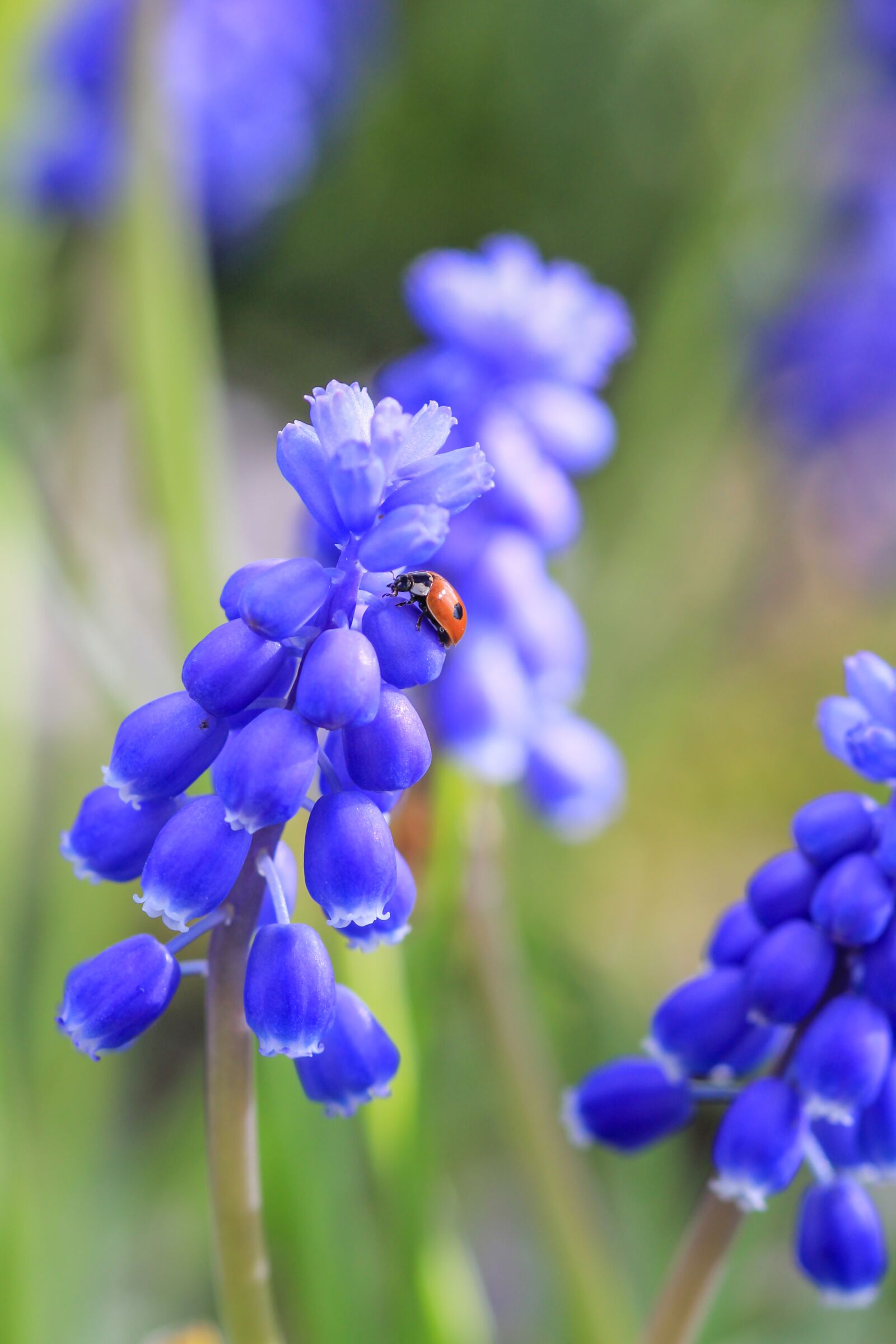 Canon EOS 550D (EOS Rebel T2i / EOS Kiss X4) sample photo. Muscari, spring, summer photography