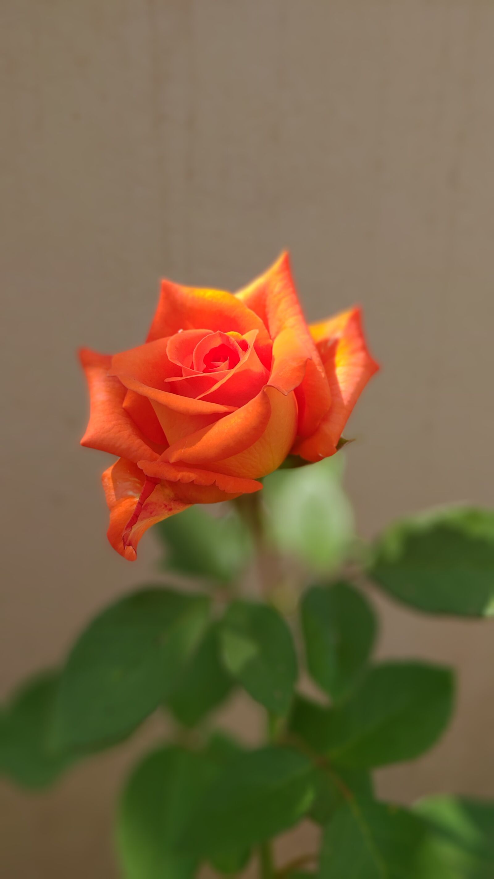 ASUS ZenFone 5Z (ZS620KL) (WW) / 5Z (ZS621KL) (IN) sample photo. Rose, orange rose, rose photography