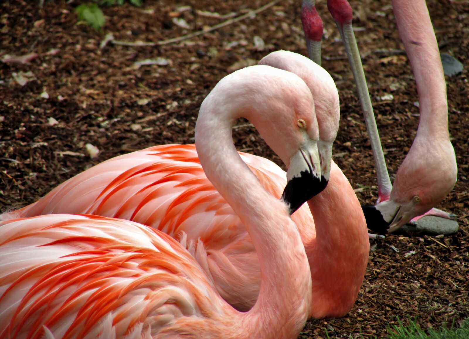 Canon PowerShot SX500 IS sample photo. Flamingos, flamingo, bird photography