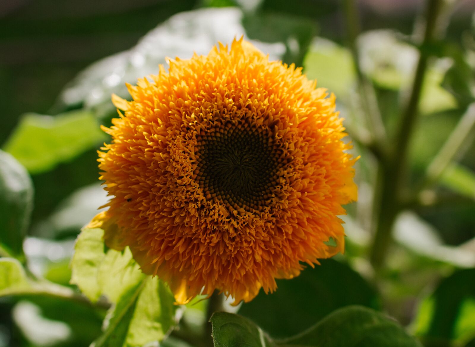 Canon EOS 60D sample photo. Decorative sunflower, summer, yellow photography