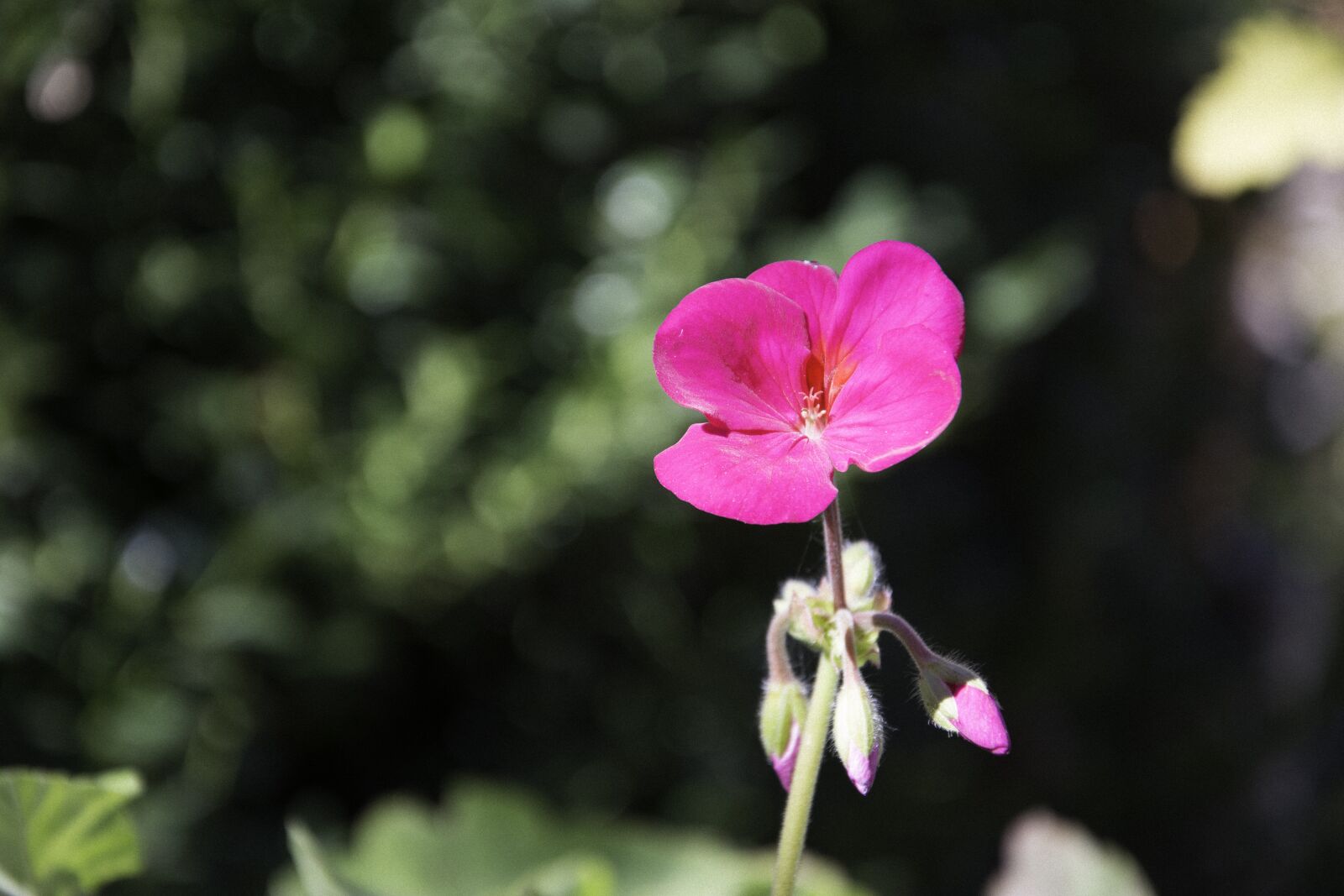 Nikon D7100 sample photo. Flower, plant, nature photography