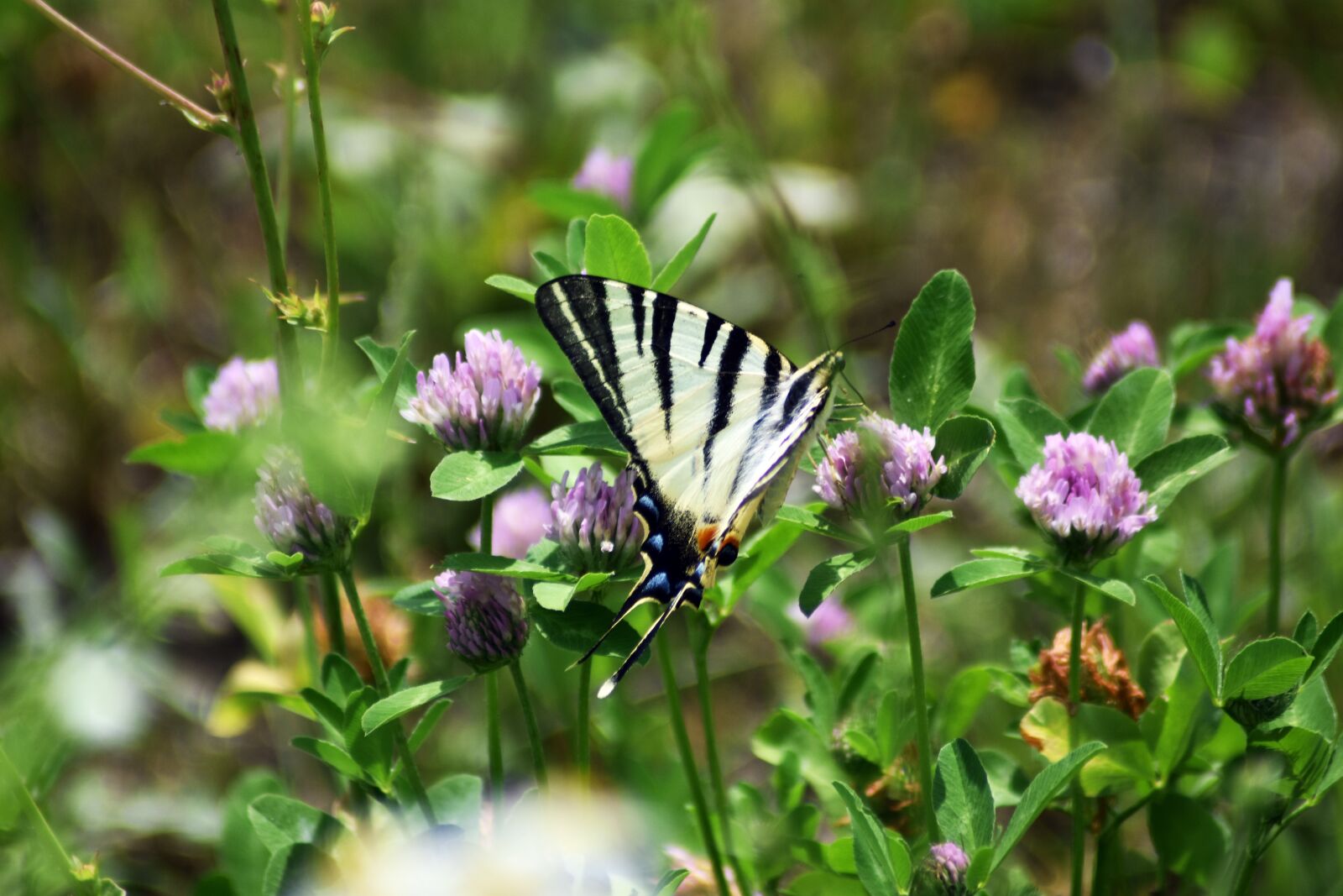 Nikon D3400 sample photo. Butterfly, garden, nature photography